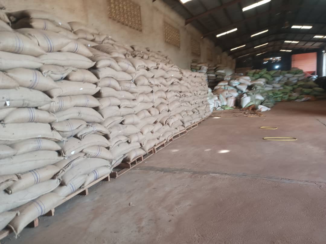 Interior of the coffee export warehouse with pallets of graded coffee