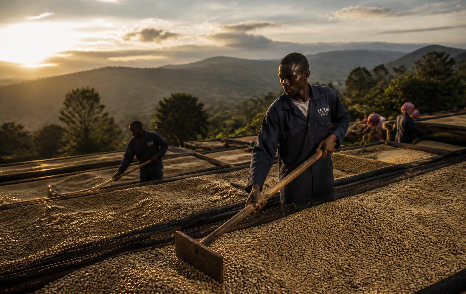Ugandan coffee drying on raised beds at a highland washing station